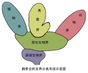 生物界分類的演變過程